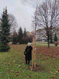 Happy New Year - new trees planted in Sarajevo - 15 in total - half of the Alphabet! 1 2 224x300