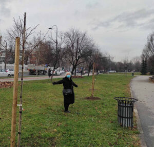 Happy New Year - new trees planted in Sarajevo - 15 in total - half of the Alphabet! II GIMN 300x286